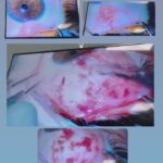 drrikhtegar_1637422490_highlight17847726442926162